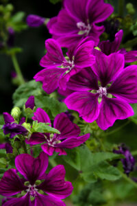 Aromapraxis - Ätherische Öle