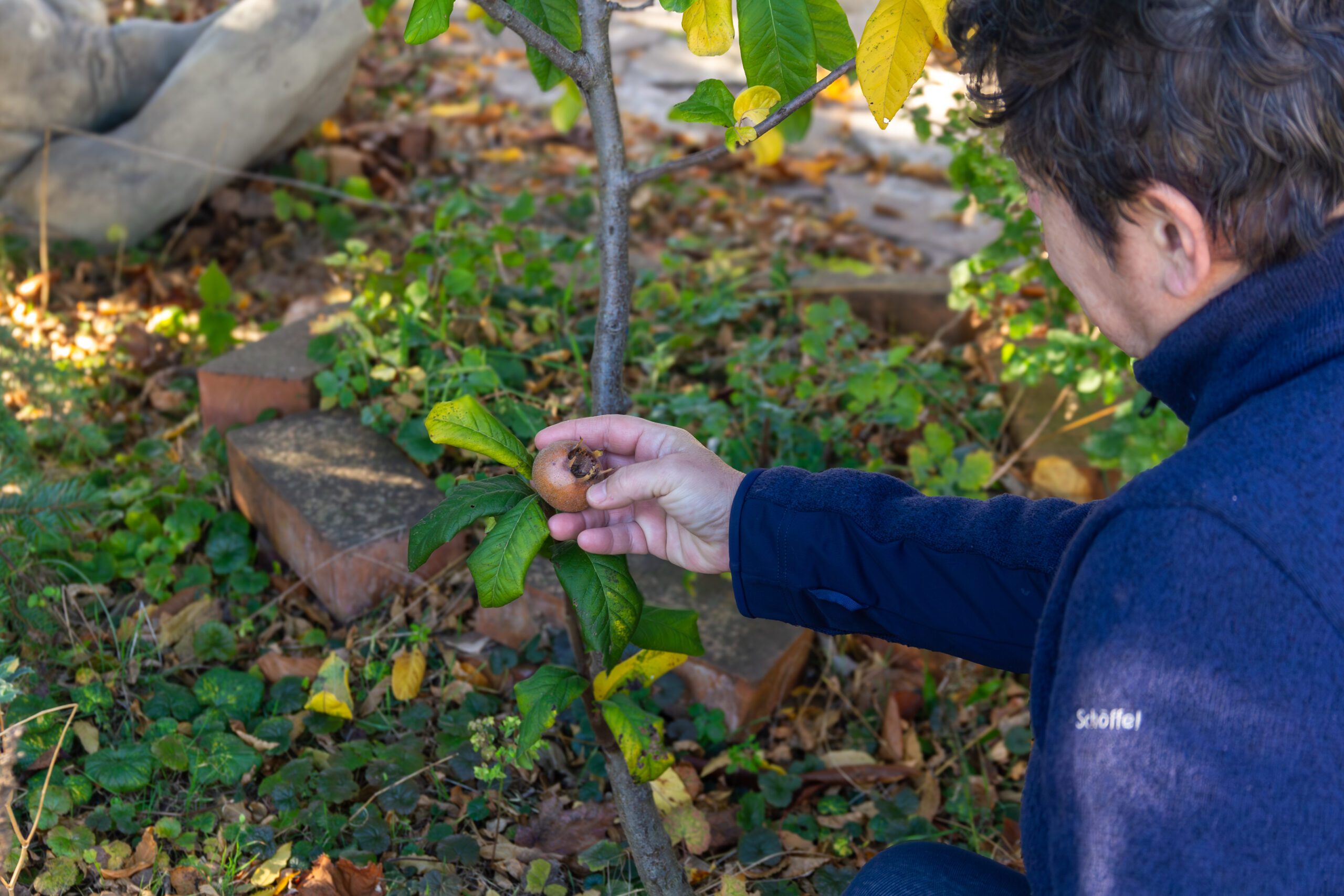 Kräuterpraxis - Heilkräuter