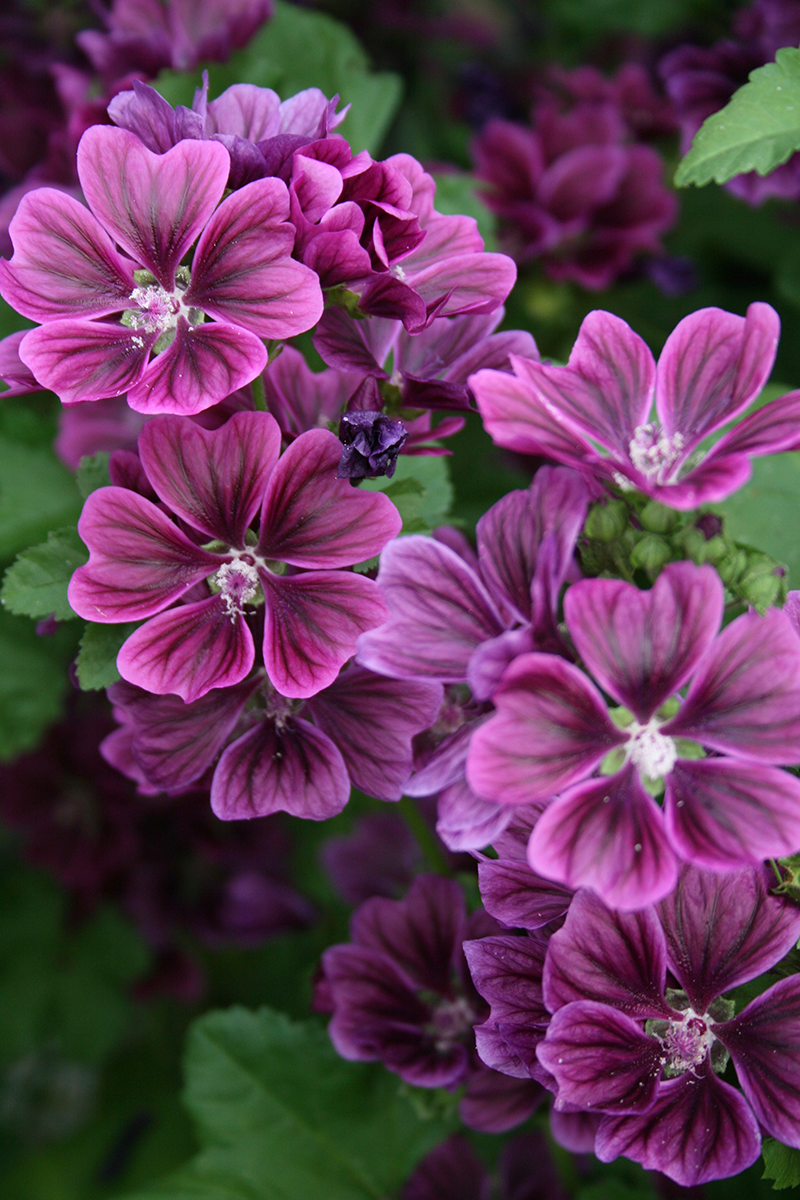 Aromapraxis - Ätherische Öle